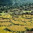 Photos of the rice fields in the Paro Region, Bhutan Bhutan