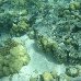 Snorkeling in the waters of the Tonga Islands Tonga Oceania