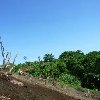 Pictures of land divers on Pentecost Island, Vanuatu Vanuatu