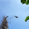 Photos of the Nangol ritual on Pentecost Island, Vanuatu Vanuatu Oceania