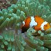 Clownfish in the waters of the Solomon Islands Solomon Islands
