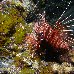 Photos of a lionfish at the Solomon Islands Solomon Islands