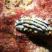 Underwater photos of the Solomon Islands Solomon Islands Oceania