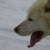 Photos of the husky dogs in Greenland Greenland North America