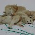 Pictures of the resting husky dogs in Greenland Greenland North America