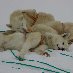 Pictures of the resting husky dogs in Greenland Greenland