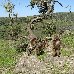 Gelada Baboons in Simien Mountains NP, Ethiopia Ethiopia Africa