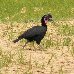 Birdlife in the Simien Mountains NP, Ethiopia Ethiopia Africa