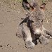 Donkey on the road to the Simien Mountains NP, Ethiopia Ethiopia Africa