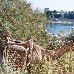 Camel ride along the Nile River, Sudan Sudan