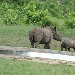 Pictures of a baby rhino in the Mkhaya Game Reserve, Swaziland Swaziland Africa