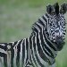 Pictures of a zebra in the Mkhaya Game Reserve, Swaziland Swaziland Africa