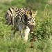 Photo of a zebra in the Mkhaya Game Reserve, Swaziland Swaziland Africa