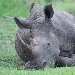 Resting rhino in the Mkhaya Game Reserve, Swaziland Swaziland Africa