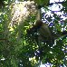 Pictures of the Spider monkeys in the Tikal National Park, Guatemala Guatemala