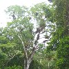 Hiking through the Tikal National Park, Guatemala Guatemala