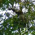 Spider monkeys in the Tikal National Park, Guatemala Guatemala