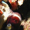 Octopus pictures, diving Palau Island Palau