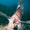 Pictures of a Lion fish in Palau Palau