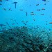 Photos of the glass fish around Palau Island Palau