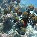 Red Tailed Butterfly Fish, Palau Palau