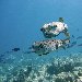 Pictures of Porcupine fish, Palau, Oceania Palau