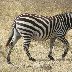  Tanzania