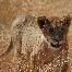 Lion gazing in Masai mara Kenya Africa