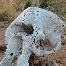 Elephant Skull Tarangire NP Manyara Tanzania