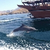 Dhow cruise with dolphin watch Oman