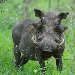 Pictures of a whartog in the Mkhaya Game Reserve, Swaziland Swaziland Africa