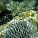  Mayotte Africa