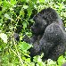  Rwanda Africa
