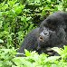  Rwanda Africa