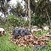  Cote d'Ivoire Africa